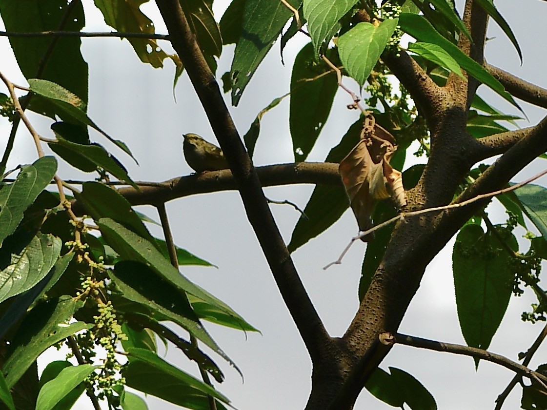 Pallas's Leaf Warbler - ML616761237