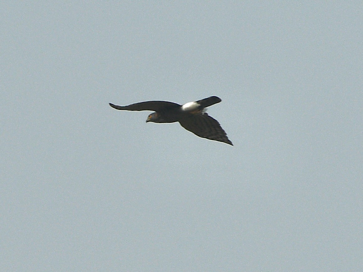 Crested Goshawk - ML616761252