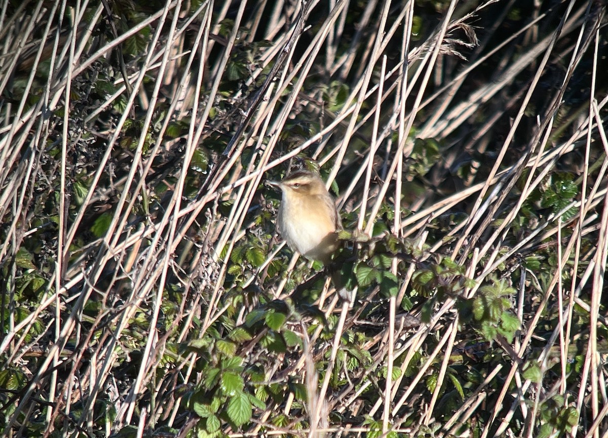 Sedge Warbler - Paul Wood