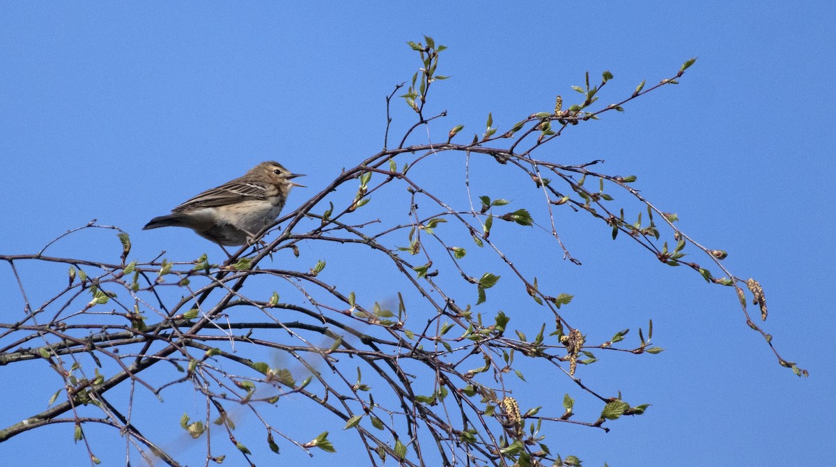 Tree Pipit - Ed Stubbs