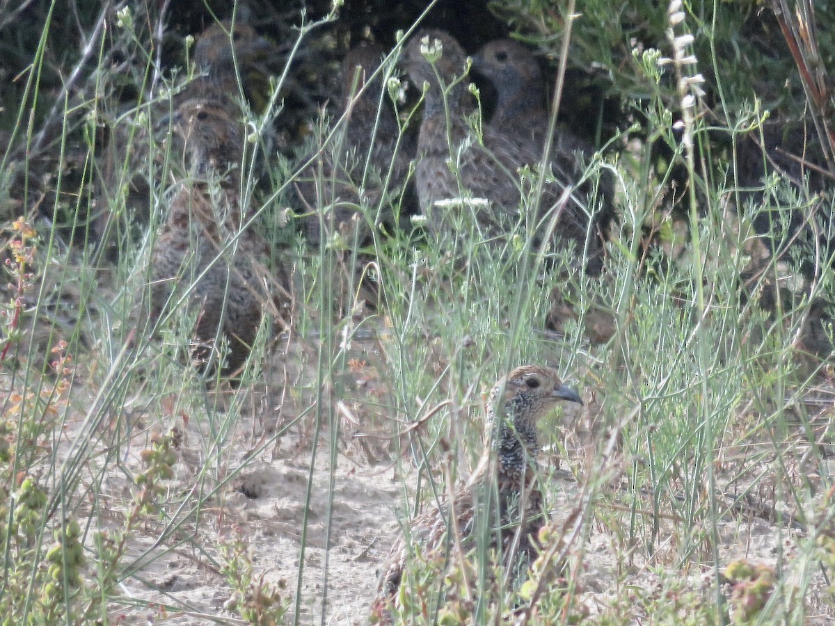 Gray-winged Francolin - Simon Pearce