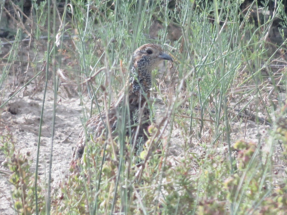 Gray-winged Francolin - Simon Pearce