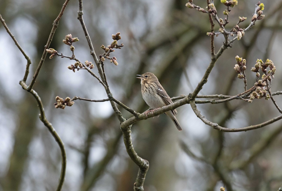 Tree Pipit - Ed Stubbs