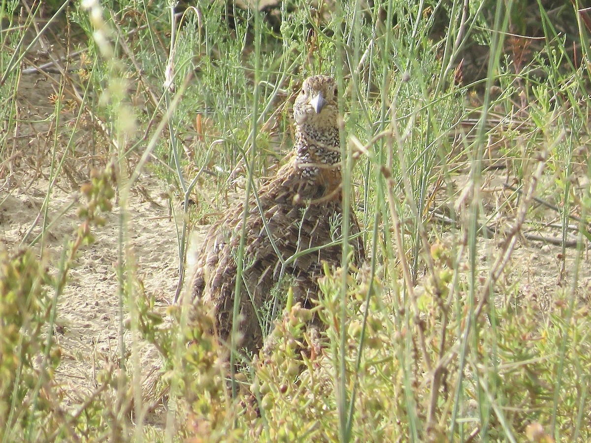 Gray-winged Francolin - Simon Pearce