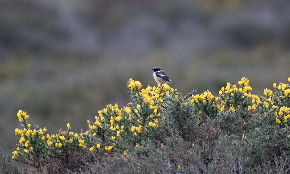 European Stonechat - Ed Stubbs