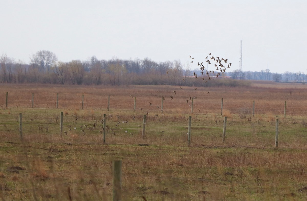 Pectoral Sandpiper - ML616761354