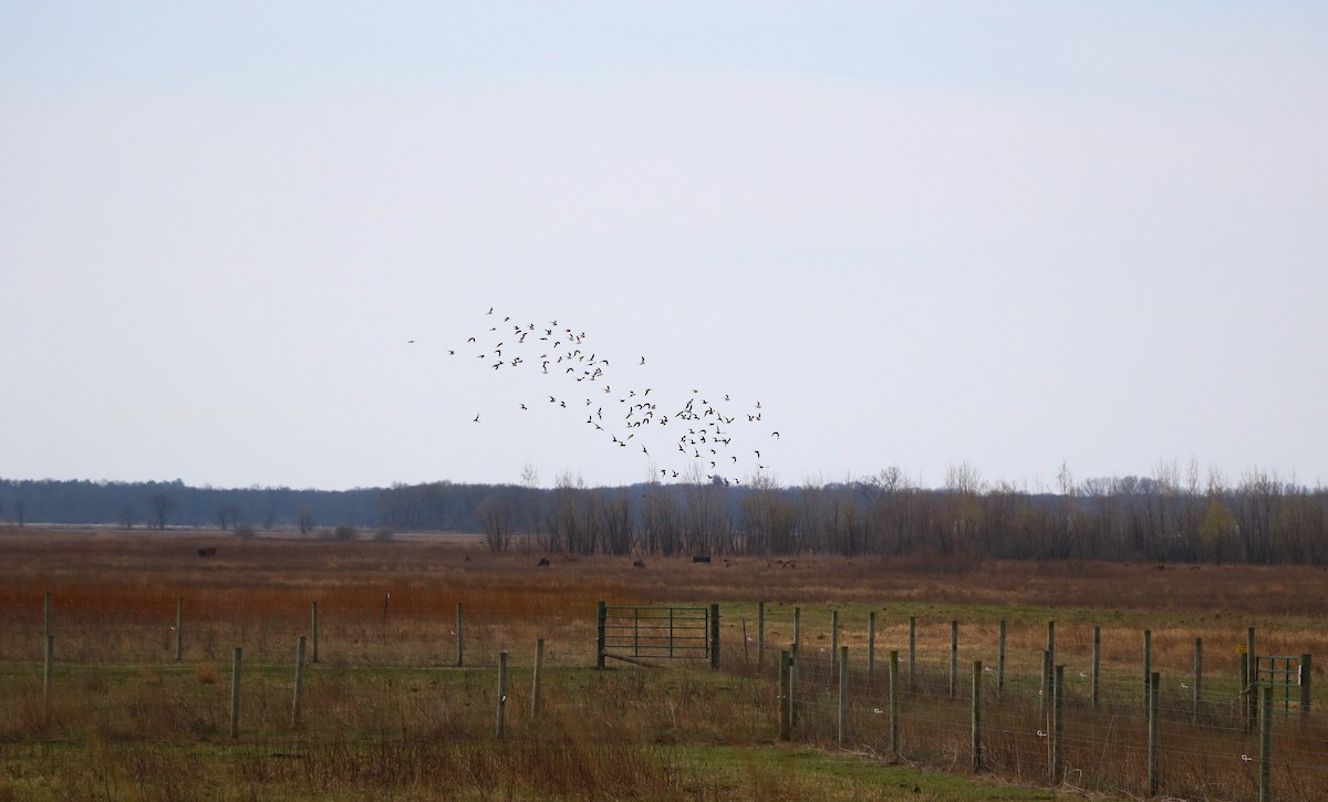 Pectoral Sandpiper - ML616761359