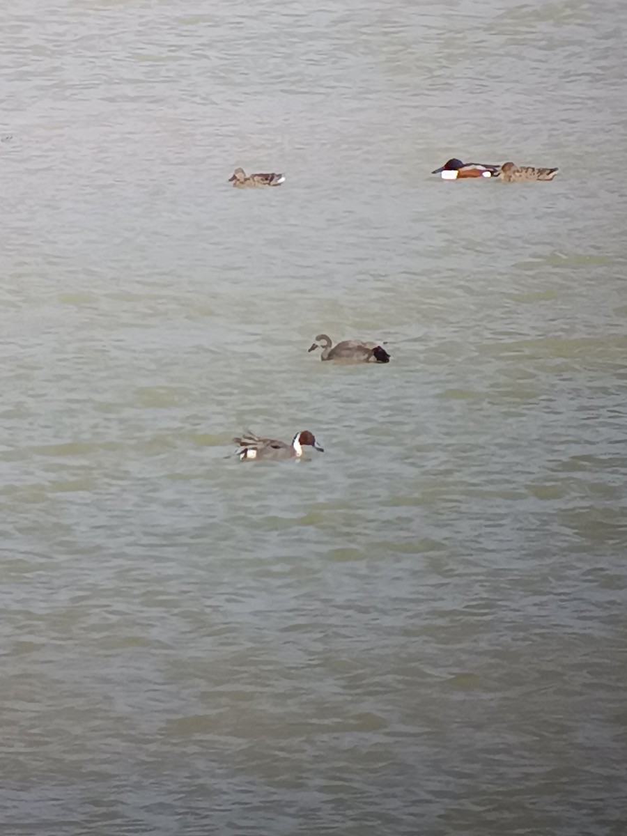 Northern Pintail - ML616761368