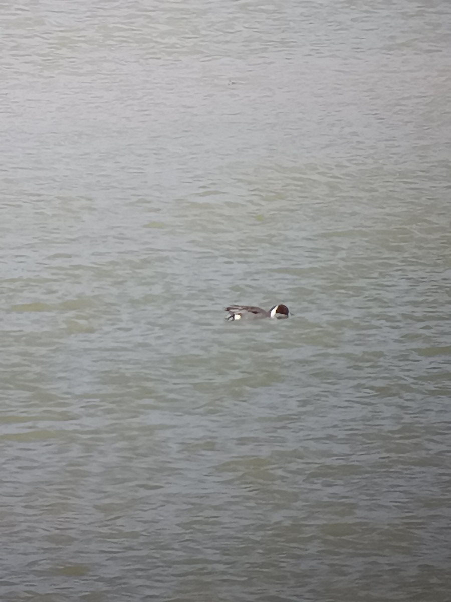 Northern Pintail - ML616761380