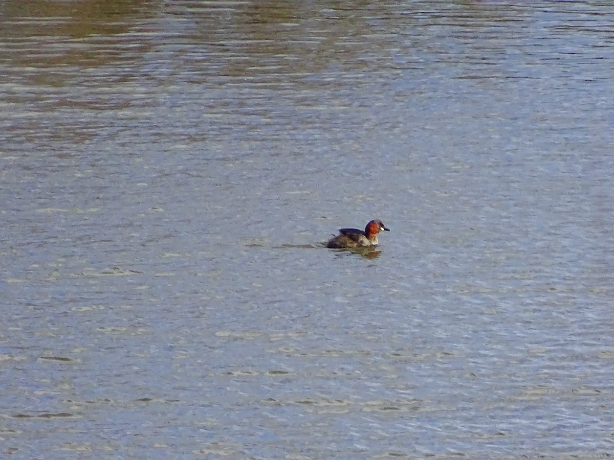 Little Grebe - Jesús Ruyman Gómez Nieto