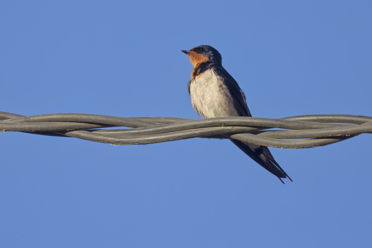 Golondrina de Guinea - ML616761528