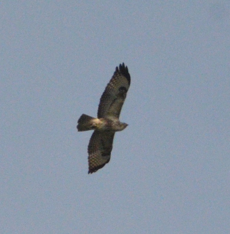 Common Buzzard - ML616761535