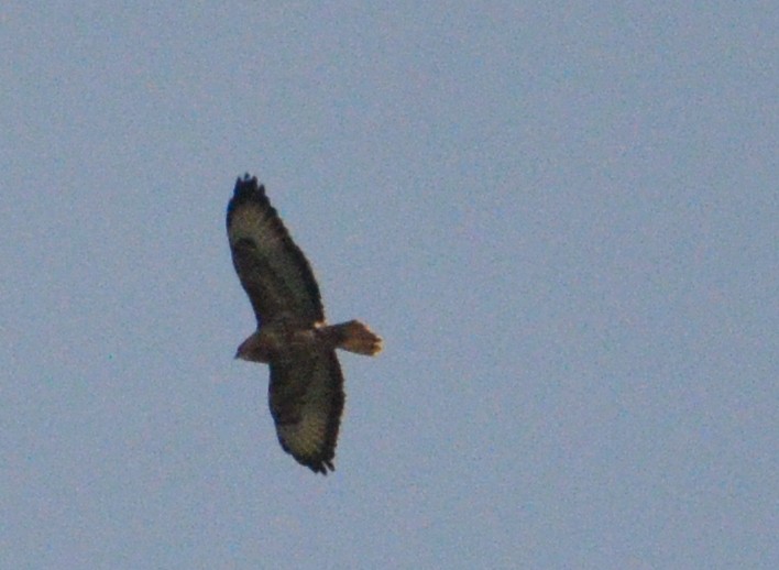 Common Buzzard - ML616761536