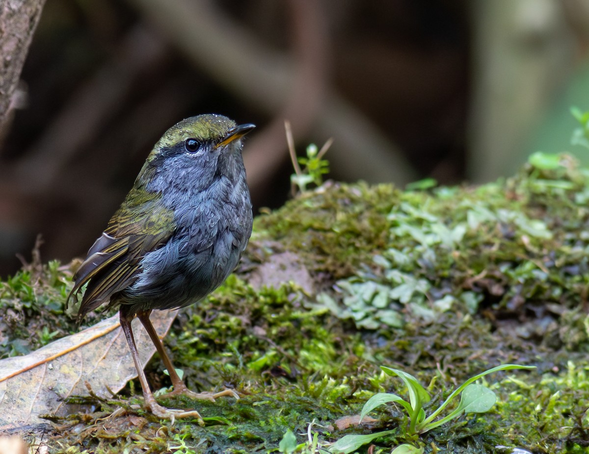 Gray-bellied Tesia - Amarendra Konda