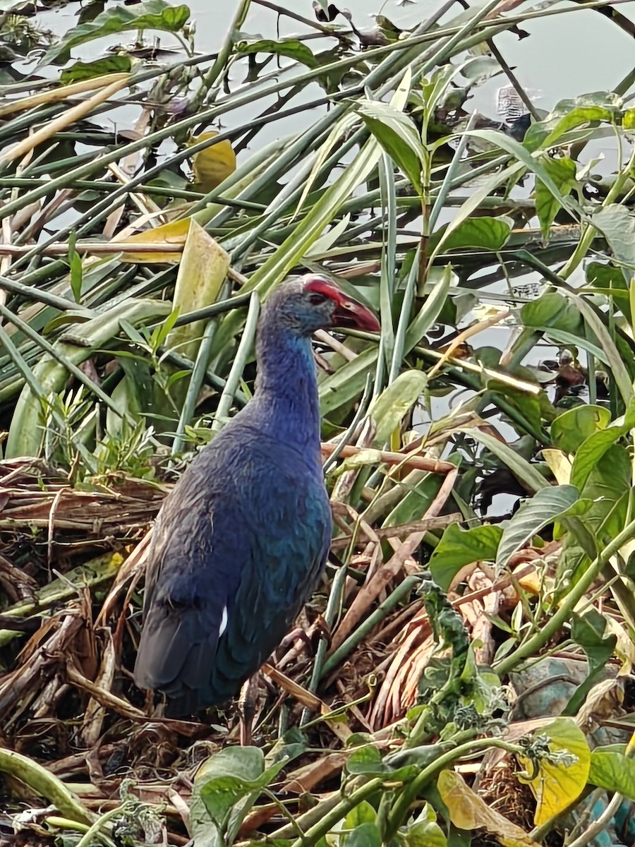 Gray-headed Swamphen - ML616761565