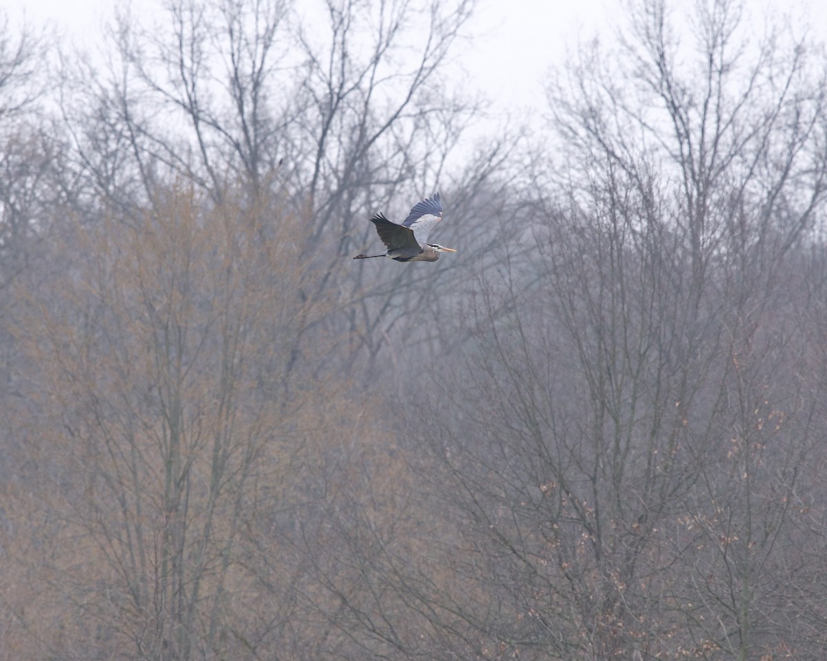 Great Blue Heron - ML616761596