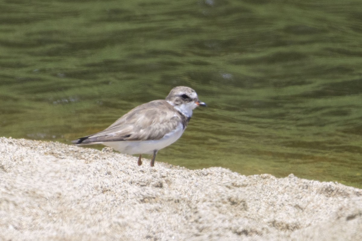 Semipalmated Plover - ML616761626