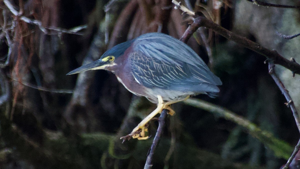 Green Heron - ML616761633