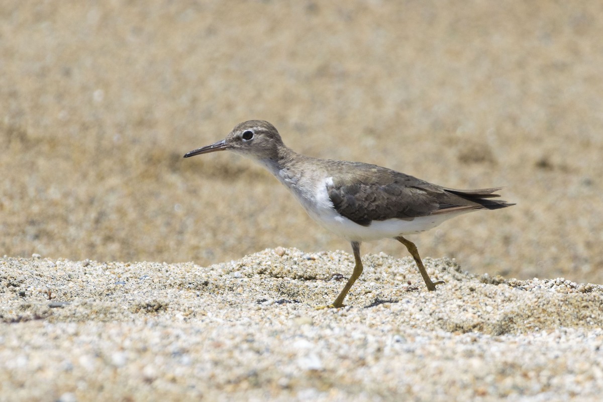 Spotted Sandpiper - ML616761666