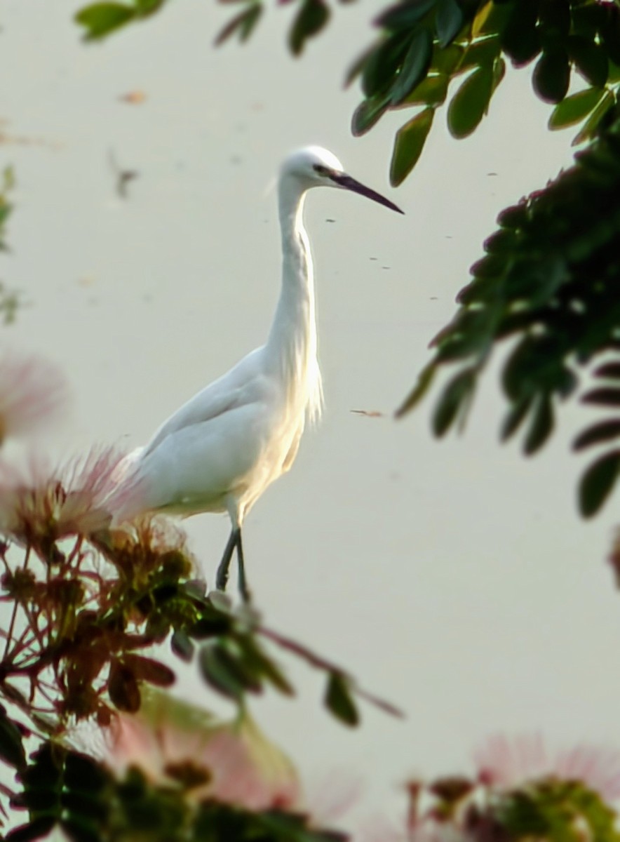 Grande Aigrette ou Héron intermédiaire - ML616761669