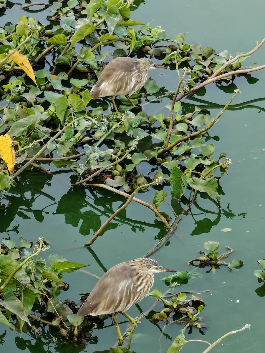 Indian Pond-Heron - ML616761673