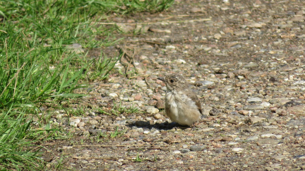 Spotted Flycatcher - ML616761683