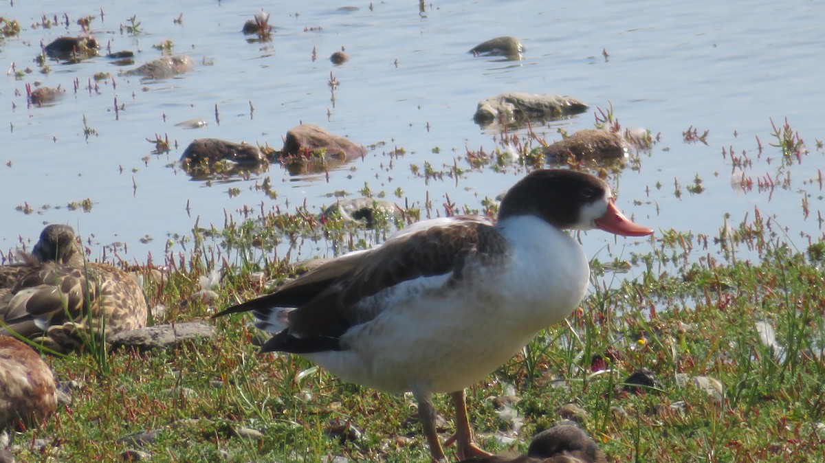 Common Shelduck - ML616761698