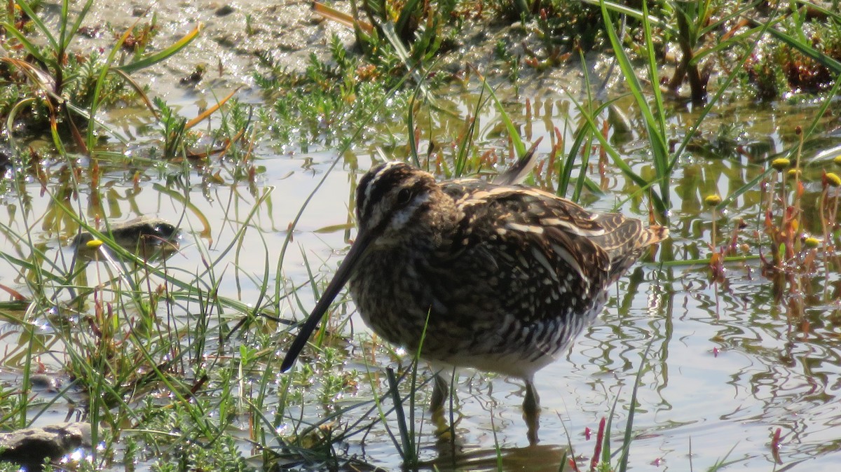 Common Snipe - ML616761722