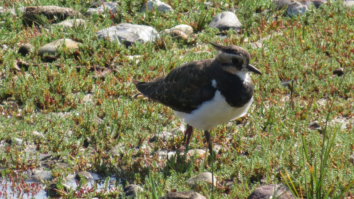 Northern Lapwing - ML616761750