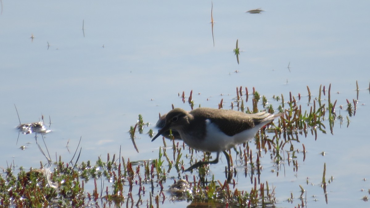 Common Sandpiper - ML616761772