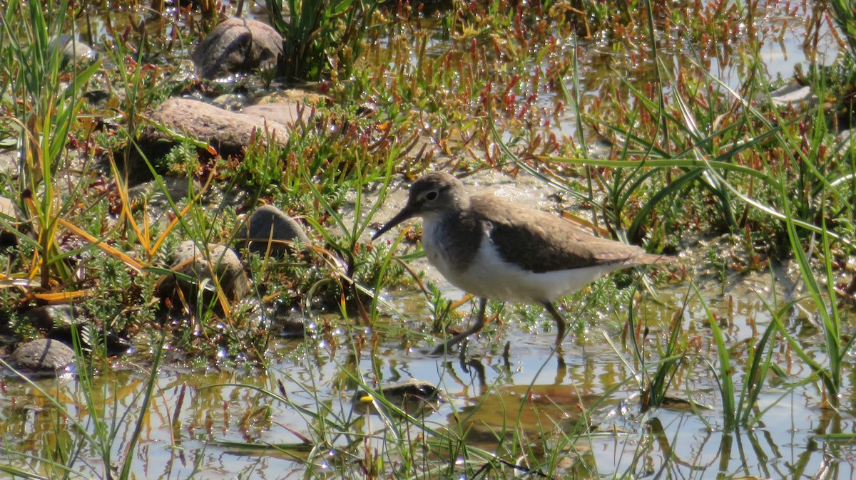 Common Sandpiper - ML616761801