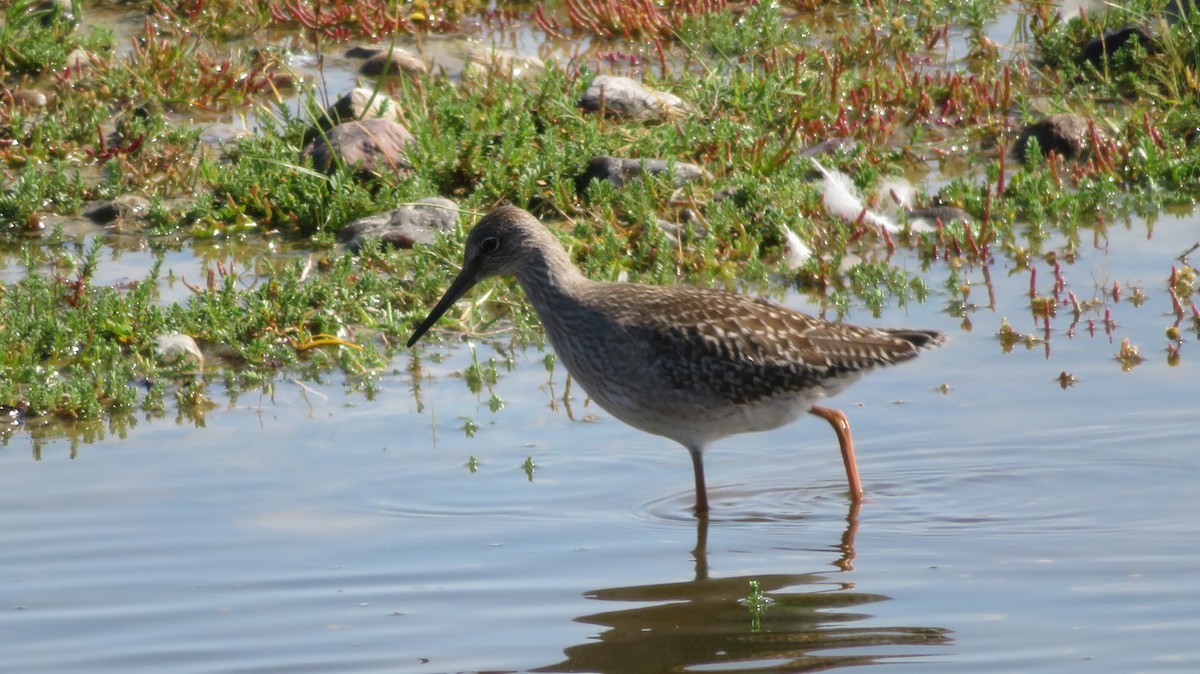 Common Redshank - ML616761814