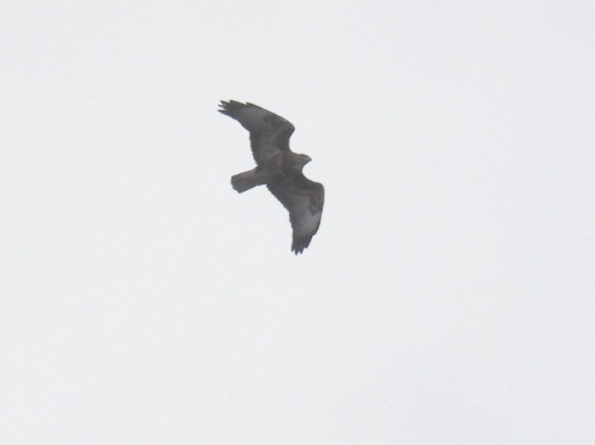 Buse variable - ML616761869