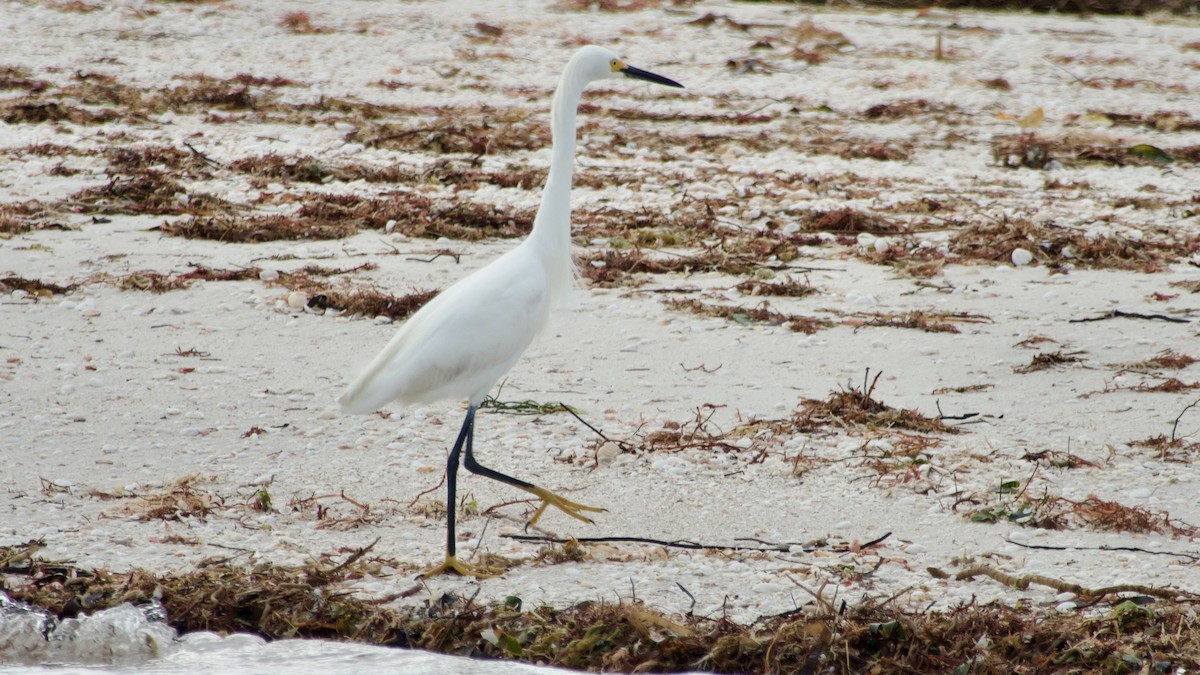 Snowy Egret - ML616761894