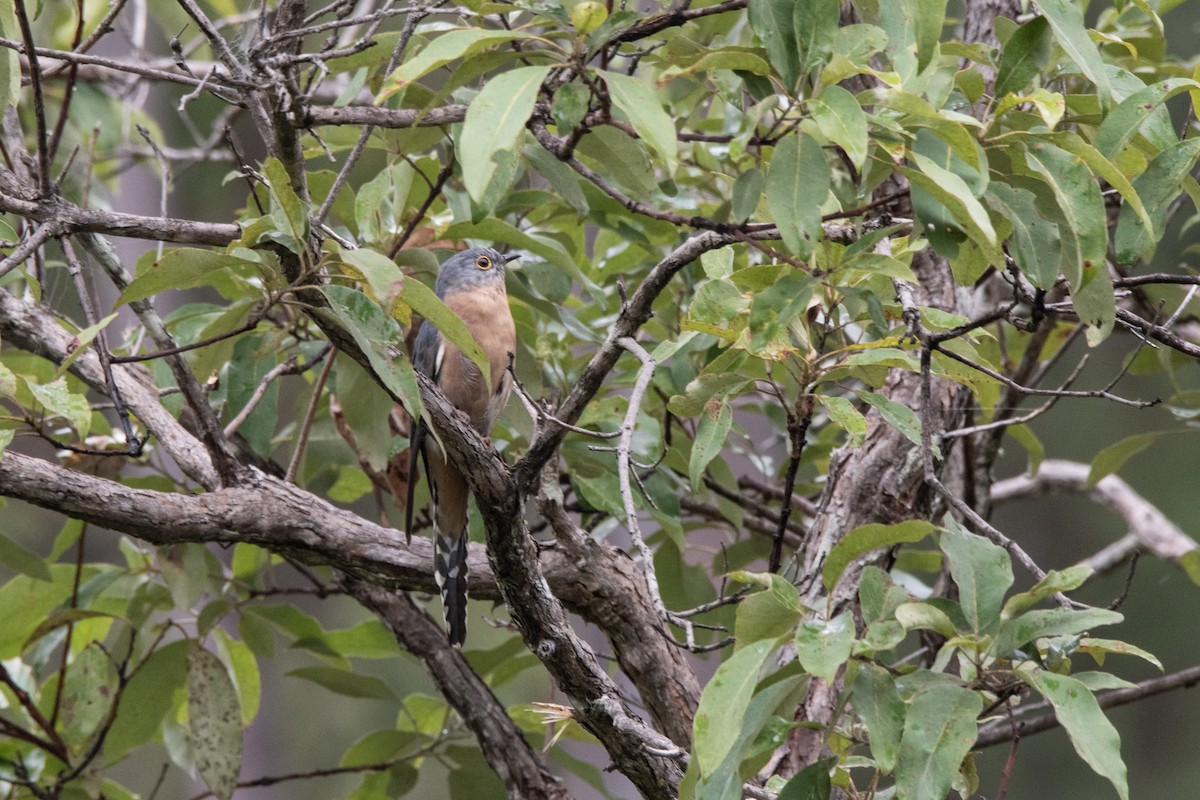 Fan-tailed Cuckoo - ML616761895