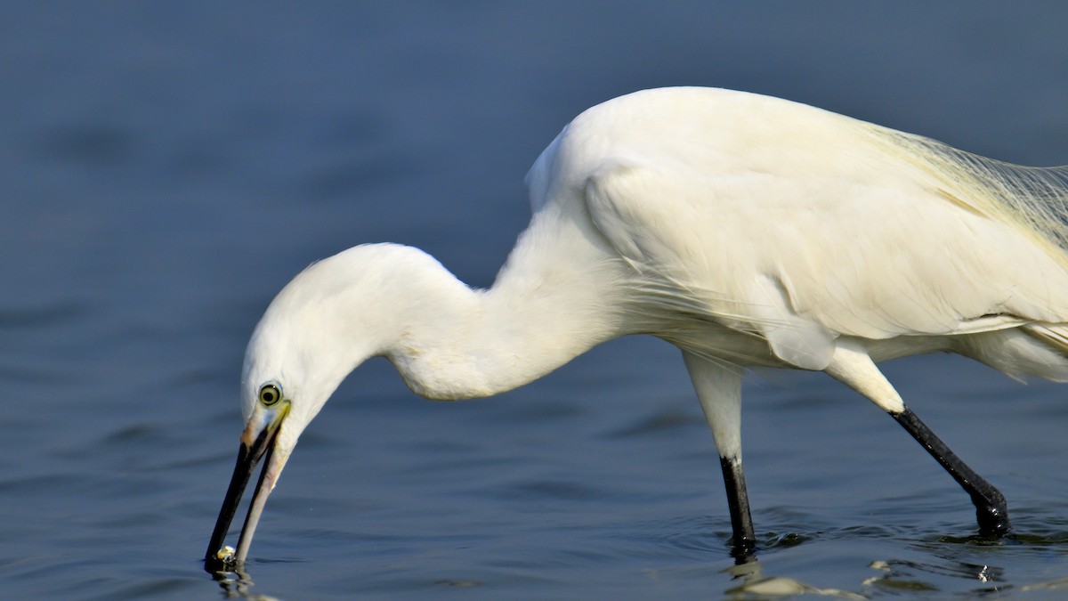 Little Egret - ML616761903