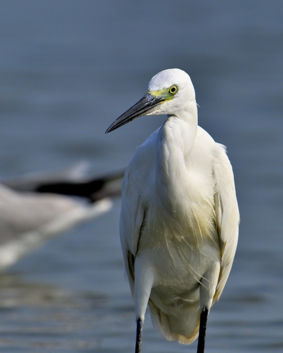 Little Egret - ML616761904