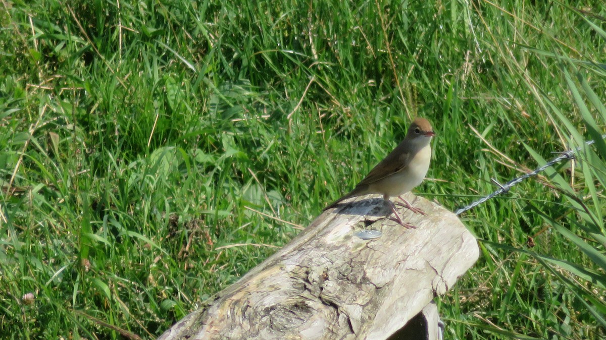 Greater Whitethroat - ML616761911