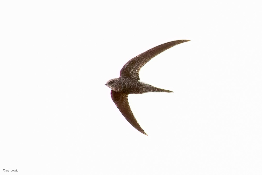 Pacific Swift - Cary Lewis