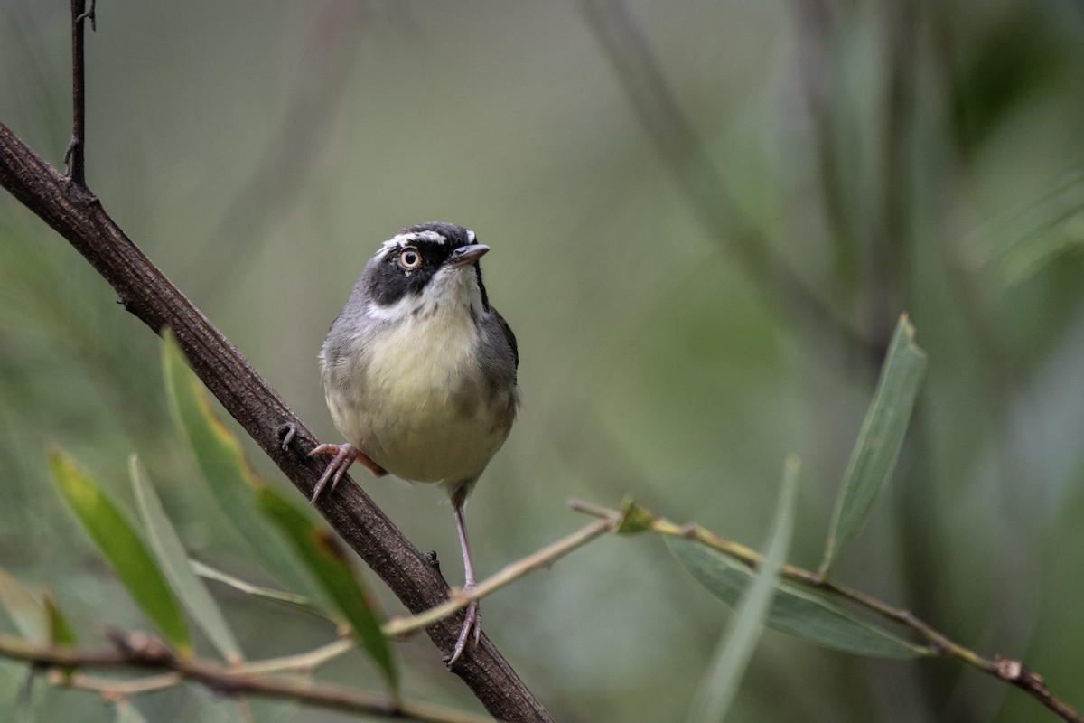 White-browed Scrubwren - Owen  Lawton