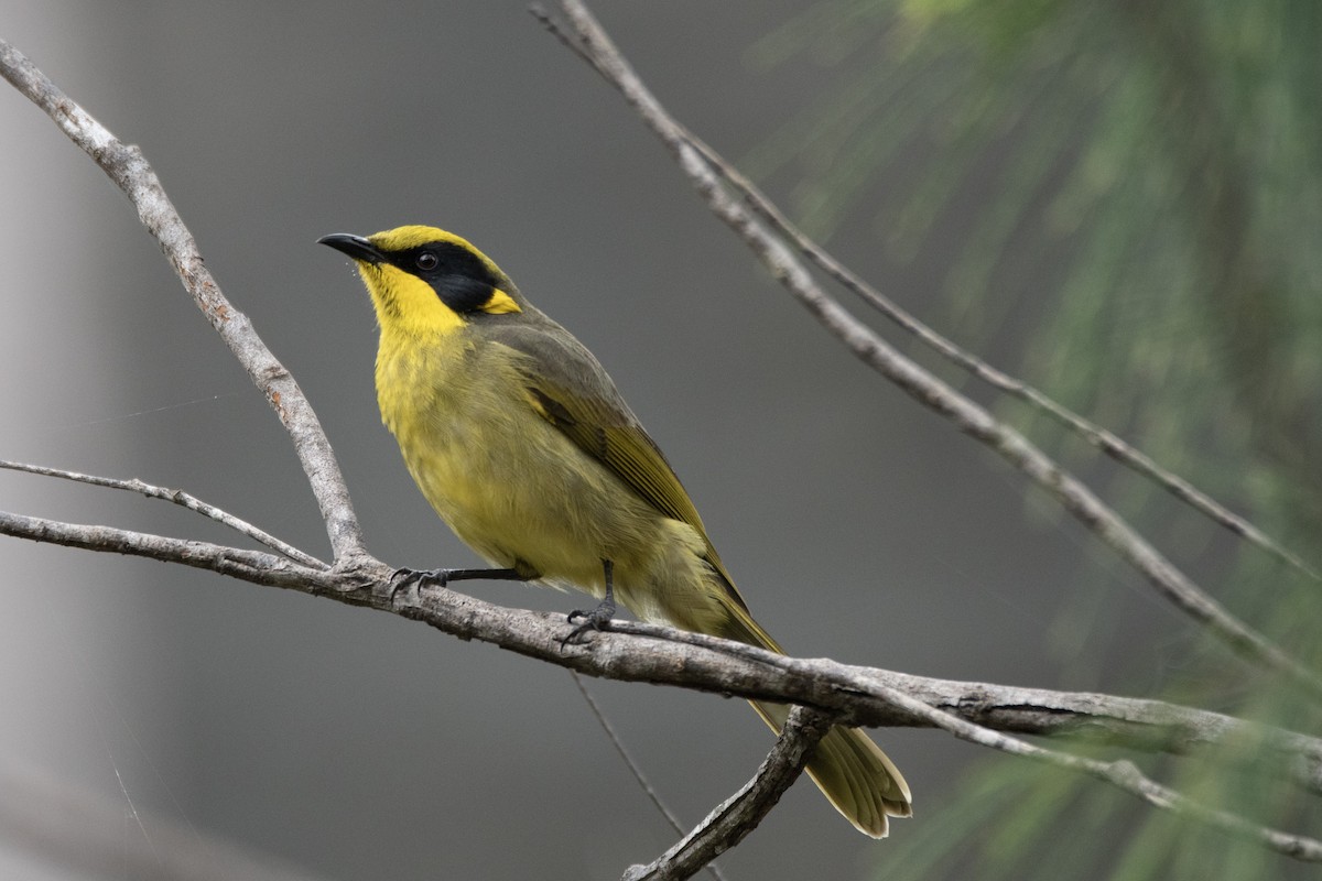 Yellow-tufted Honeyeater - ML616761939