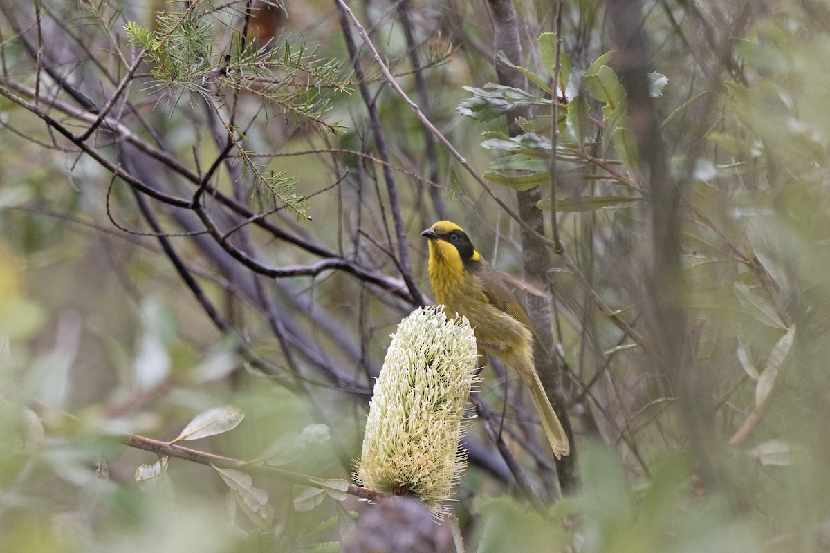 Yellow-tufted Honeyeater - ML616761943