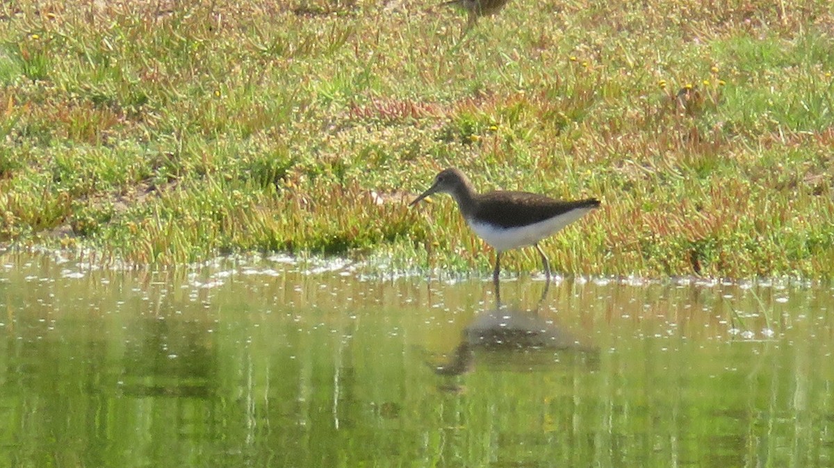 Green Sandpiper - ML616761947