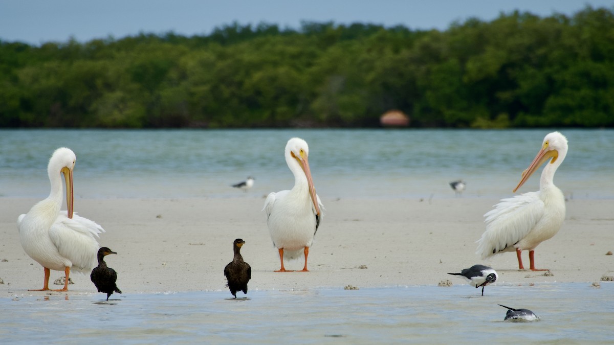 American White Pelican - ML616761948