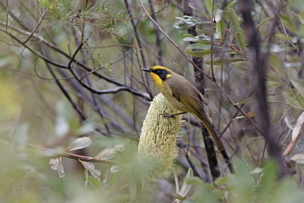 Yellow-tufted Honeyeater - ML616761951