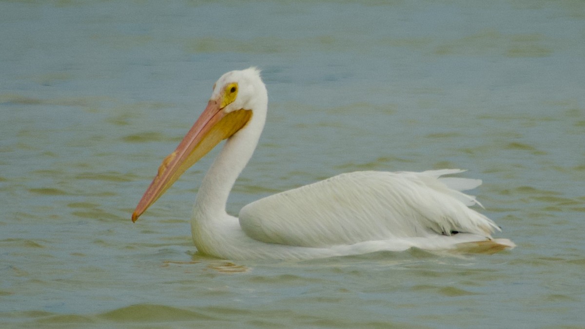 American White Pelican - ML616761954