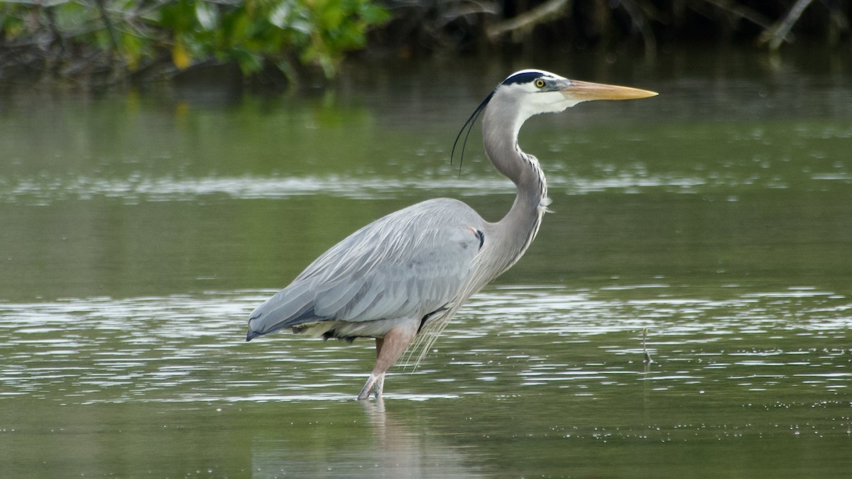 Great Blue Heron - ML616761960