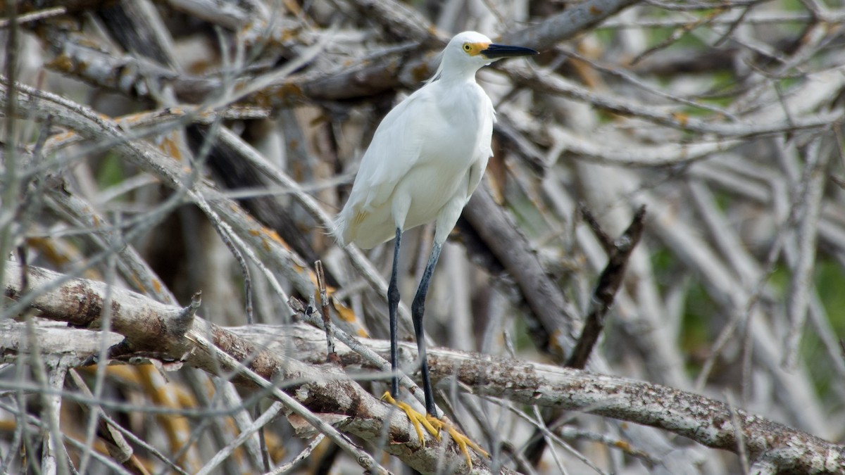 Snowy Egret - ML616761974