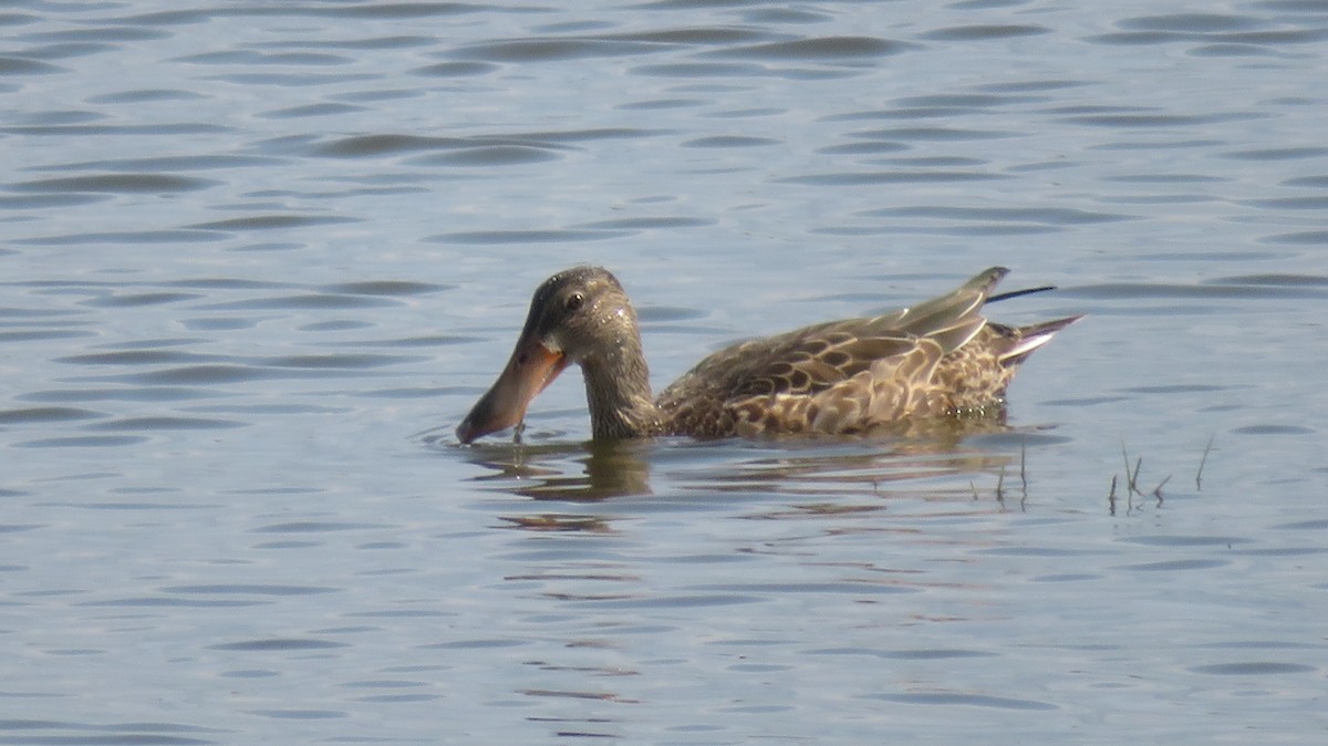 Northern Shoveler - ML616761975