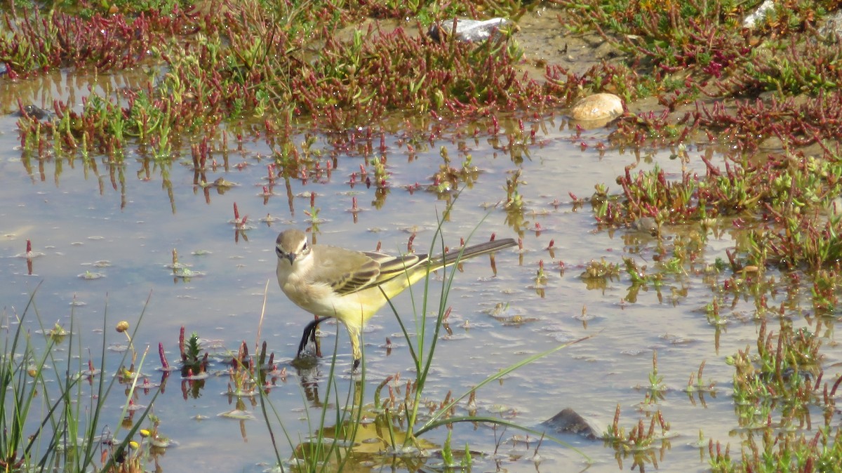 Western Yellow Wagtail - ML616761984